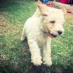 Tammie Pointon - @labradoodle_fifi - Instagram