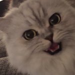 Polly & Tammy - @pollyandtammy - Instagram