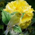 Tc Lily - @tammy.pomeroy.50364 - Instagram