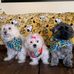Tammy Priester - Facebook