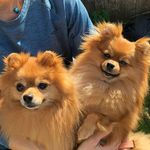 Pebbles, Tammy & Primo - @pebbles_tammy_primo - Instagram