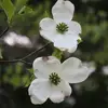 Tammy Holthouser Propst - @tammy.holthouser - TikTok