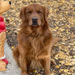 Tammy Pyle - @blessed_goldens - Instagram