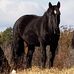 Tammy Quade - Facebook
