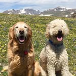 Tammy Ringer - @tamalambb - Instagram