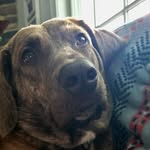Tammy Ann Roehrich - @jerseyguns - Instagram