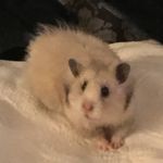 Tammy och Sandy Hamster - @tammyhamster - Instagram