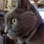 Tammy Sharpe Scanlon - @blackeyesusie.1024 - Instagram