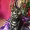 Tammy Schell - @tammy.schell1 - TikTok