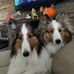 Tammy Seibert Bouchard - Facebook