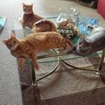 Tammy Kadrowicz Sheedy - @4catsrule - Instagram