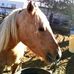 Tammy Lynn Shirk - Facebook