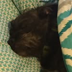Tammy Shorter - @rescue_191 - Instagram