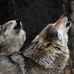 Tammy C. Shroyer - Facebook
