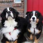 Tammy Sluder - @dogs_of_tammysluder - Instagram