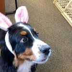 Tammy Sluder - @tammysluder_dogs - Instagram