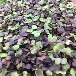 Tammy Smithson Germain - @germatam - Instagram