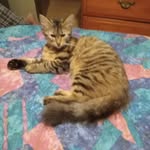 Tammy Spaugh - @spaugh_tammy - Instagram