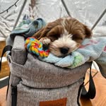 Tammie Spraggins - @pawsonseat - Instagram