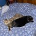 Tammy Springfield - Facebook