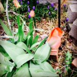 Tammy Wells Staley - @staleyta - Instagram