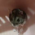 Tammy Stapleton - @disneytinkerbellx6 - Instagram
