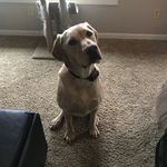 Tammy steelman - @scouty001 - Instagram