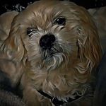 Tammy Barton Steiner - @gal20v02 - Instagram