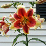 Tammy Steiner - @mommasteiner8 - Instagram