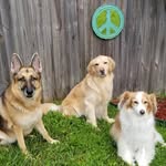 Tammy Stephan - @furkidspeaceofmind - Instagram