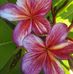 Tammy Stepp - Facebook