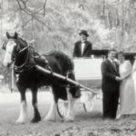 Tammi Sutter - @nobleshirecarriages - Instagram