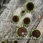 Tammy R. Tatom - @groveandstem - Instagram