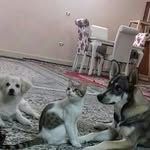 کتی تامی تدی - @kattyotammyteddy - Instagram
