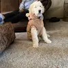 Tammy & Teddy - @teddythedoodlebear - TikTok