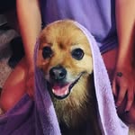 Tammy Spoo AKA Teddy - @tammyspoo - Instagram