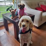 Teddy, Tammy and Tobby - @teddy_tammy_tobby - Instagram