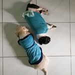 Toffee Tammy Teddy - @tdogsquad - Instagram