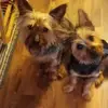 Tammy Testa - @tammy.testa - TikTok