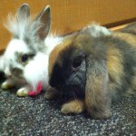 Tammy&&Titus - @doubletbunnies - Instagram