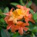 Tammy Toler - Facebook