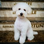 Tammy | Toy Poodle - @tammy_vonhauslily - Instagram