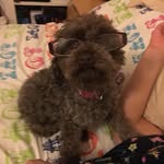 tammy - @tammy_toy_poodle_ - Instagram