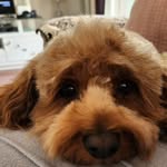 Tammy - @tammy_toycavoodle - Instagram