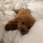 Tammy The Toy Poodle - @smolpoodletammy - Instagram