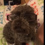 @tammy_toy_poodle - Instagram