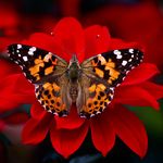Tammy Travis - @travisgardenandfarm - Instagram