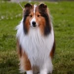 Tammy Tremblay - @sheltielover2 - Instagram
