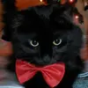 Tammy Vance - @catsnotcops - TikTok