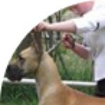 Tammy Warnock - @taliekin_great_danes_and_pugs - Instagram